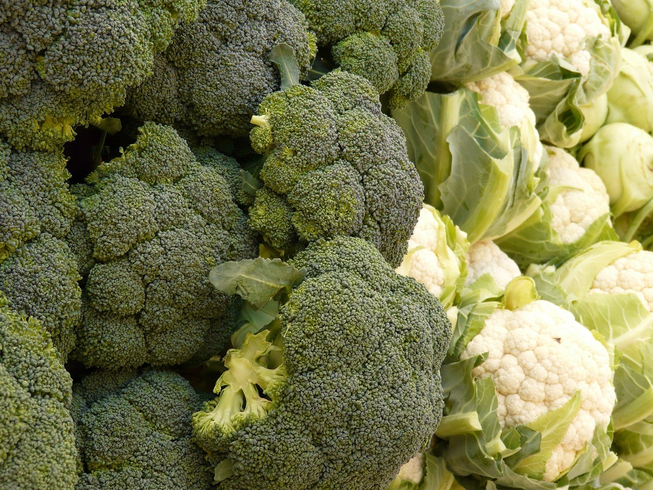 Broccoli 5735 1280